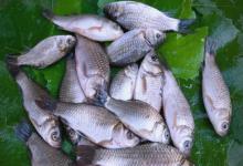 初冬野钓爆护天！选对这3种天气，钓到手软不空竿！