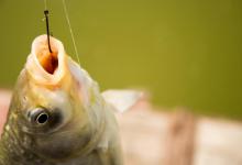 初冬钓鲫黄金窗口期，记住这几点狂拉大板鲫！