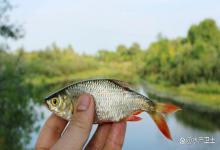 紧急提醒！放鱼种后这 3 件事不能碰！踩中一条就亏大，赶紧自查