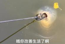 真的吗？鲤鱼一口能吞掉十几个“螺蛳”，还能形成鱼石