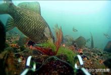 生口鱼和猾口鱼之争，野钓也有“高压”鱼情，很多人还不知道