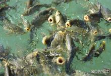 冬天鱼塘水霉病要大量换水吗？鱼塘水霉病怎么快速补救？值得收藏