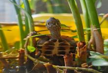 这十大“龟界明星”你养过几只？最后一只老玩家都沦陷