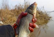 冬季野钓鲫鱼4大秘诀，牢记4钓4不钓，天冷也能连竿上鱼