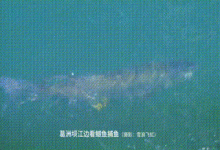 长江“水老虎”泛滥？网友着急专家淡定：生态平衡没那么脆弱，草原上可不只有狼群！