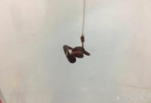 “剪2刀、加点铅”，这就是蚯蚓挂钩的最佳调漂方法！