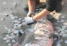 200斤大肥猪卖千元，100斤青鱼值5万8，青鱼为啥这么贵？