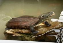 龟的生死劫：冬眠or送命？对号入座避开这些致命误区