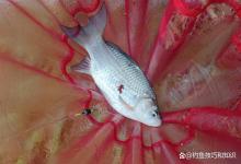 冬季钓鱼选红虫的技巧