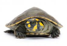 50到300元预算看过来！十大高性价比龟宠推荐，龟友入坑指南来了