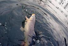 冬季野钓三大黄金时段，牢记这几点告别“空军”！