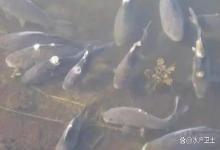 养鱼人遇到水霉病怎么办？鱼感染了水霉病还可救吗？必须重视起来