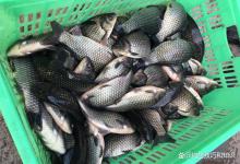 冬天钓黑坑鲫鱼的选漂和调漂方法