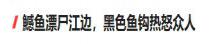 鱤鱼漂尸江边，身上黑色锚钩惹众怒！有人却说死光了才好，为啥？