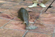 幸亏钓上来了！深圳男子钓上50斤鳄雀鳝，网友感叹“为鱼除害”！