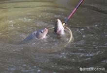 黑坑正钓时前后期的4个不同点