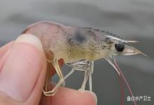 寒潮天气突然大降温怎么办？小棚对虾养殖遇到降温如何管理？