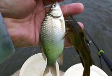 冬季野钓别瞎跑！这4种天气是爆护黄金期，碰到赶紧下竿