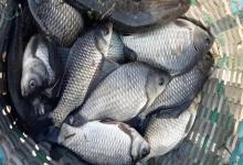 冬季钓鱼别再“空军”！5大绝招让新手秒变老司机，爆护就这么简单！