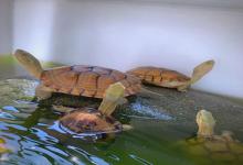 乌龟是“睡着了”还是“回龟星”？4招教你秒辨生死，别被冬眠骗了