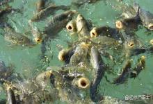 冬季鱼塘太冷还需要肥水吗？冬季低温鱼塘要不要肥水？疑惑的快看