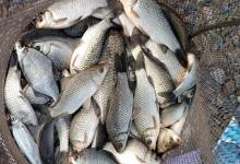 冬钓黑坑鲫鱼，选漂调漂有诀窍！用对这招渔获翻倍