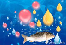 冬季钓鱼的鱼饵味型权重排名