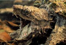 龟界八大冷血杀手：咬断手指、生吞活物，最后一种颜值战力双逆天