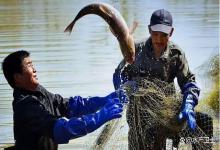 鲫鱼塘越冬前需要做那些准备？提前做好这3点，别等冰封鱼塘才后悔