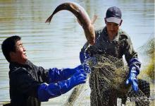 水产养殖中冬季要不要肥水？冬季池塘有必要肥水吗？怎么有效肥水？