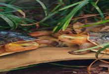 黄缘龟价格即将崩盘？深度剖析“国龟之王”身价之谜，现在入手是捡漏还是被割韭菜？