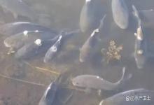 多地已爆发，让水产养殖户深受其害的水霉病，终于有救了，速看