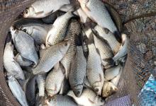 深冬鲫鱼就藏在这5个地方！九成人不知道，现在看懂还不晚