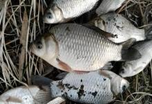 冬季钓鱼秘制添加剂！生姜红糖白醋，鲫鲤疯狂咬钩