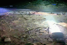 江西男子晒72斤鳙鱼！鲢鳙能长到两米？长江里藏着百斤鲢鳙吗？