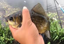 同样用蚯蚓钓鱼，为啥你钓得比别人少？这3招让你鱼获翻倍！