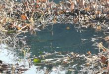 玩传统钓，看见草洞就走不动道？别急着打窝，小心掉入空军陷阱