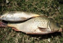 钓鱼总“空竿”？别急，可能是鱼在蹭线！揭秘4个关键原因