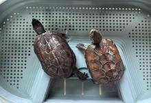 新手别碰草龟？揭秘“养不活”的魔咒，掌握这三招轻松拿捏国风神兽