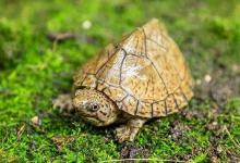 剃刀龟挑选终极攻略！头纹背纹这样看，极品表现一眼看穿