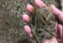 冬季虾塘放苗前肥水要不要做？怎么做才有效？一次说清不踩雷！