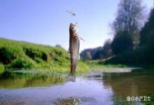 冬季鱼塘用尿素肥水有效果吗？鱼塘肥水尿素和磷肥可以一起下吗？