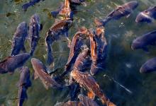 为什么你总是钓不到鱼？这56个技巧太实用了，新手必看