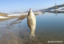 野钓鲫鱼时用长竿钓浅水的原因和技巧