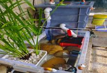 养龟过滤终怎么选？告别频繁换水！90%龟友不知道的“静音神器”，让你的爱龟住上“生态豪宅”