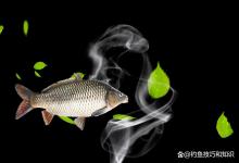 钓黑坑散炮的气味浓淡选择技巧