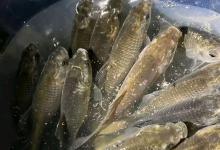 从新手到爆护王！野钓鲫鱼最全攻略，看完秒懂：原来这样钓才对！