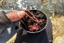 喜欢用蚯蚓钓鱼的注意了！用这样的蚯蚓挂钩，鲫鱼看见了都害怕