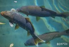 鱼塘撒治水霉病药对鱼口有影响吗？钓塘发现水霉从哪里开始下手？