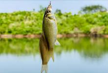 这三个民间诱钓鲫鱼“怪招”，效果不错，很多老钓友在用！